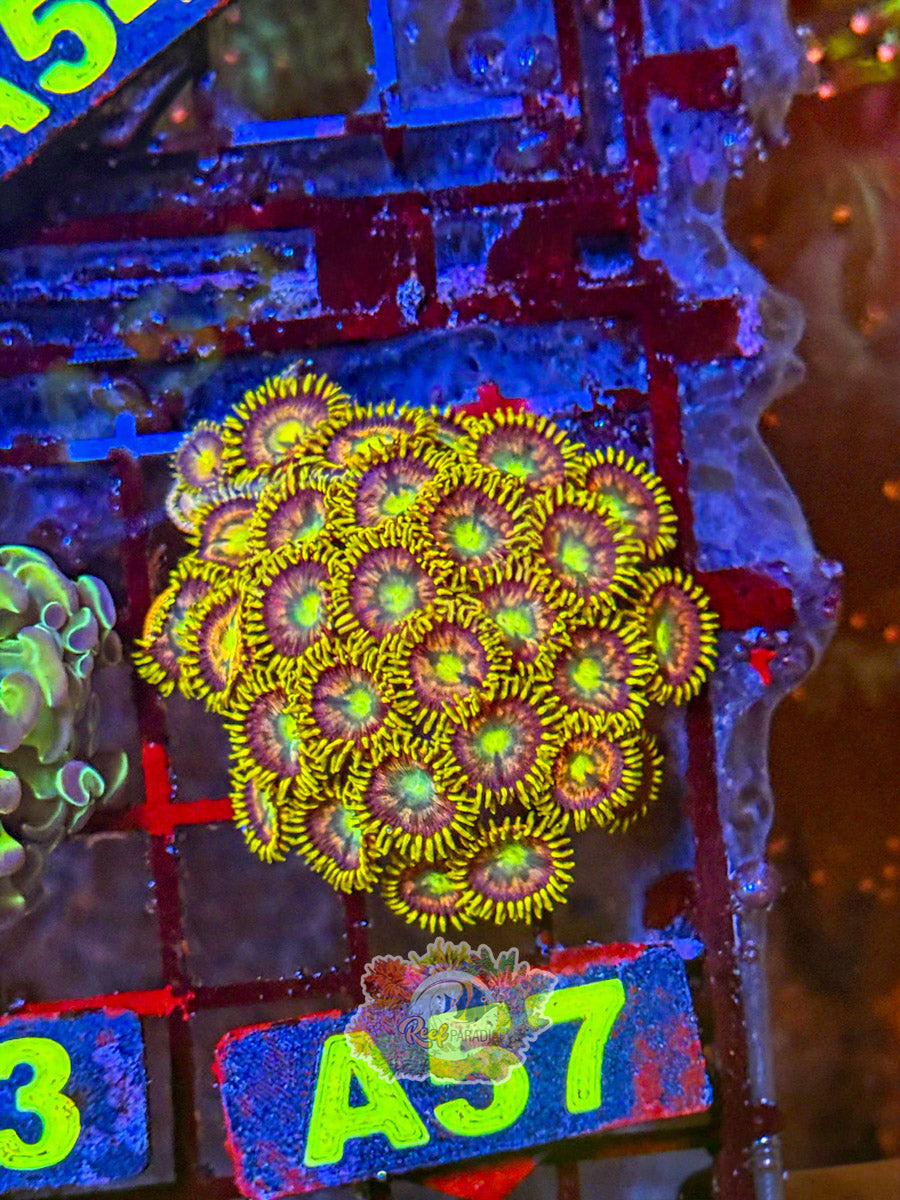 WYSIWYG A57 Zoa