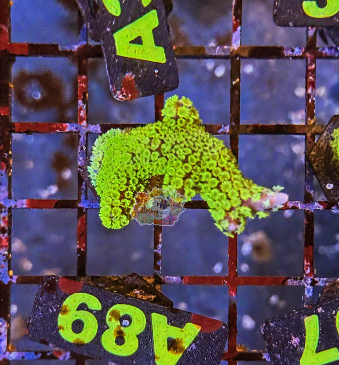 WYSIWYG 90 Montipora Stellata