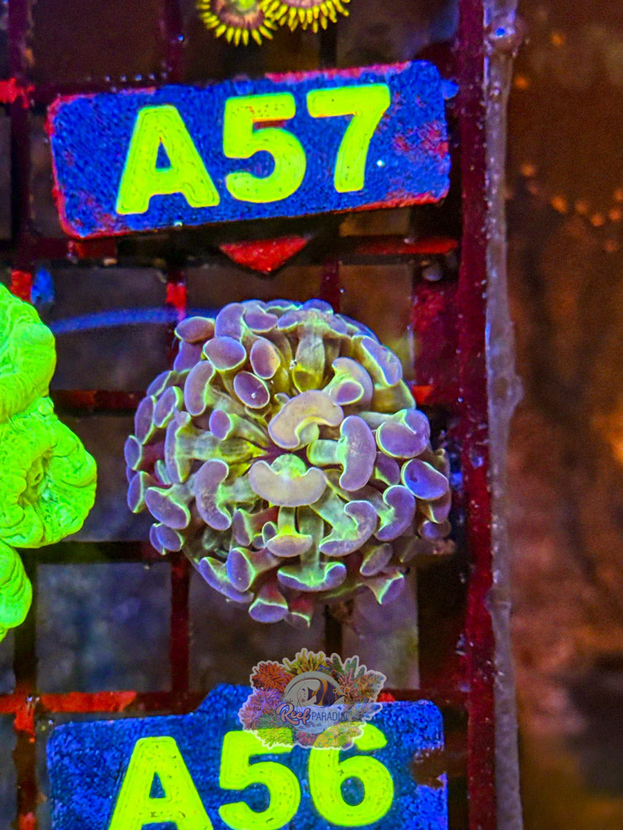WYSIWYG A56 OG Hologram Hammer