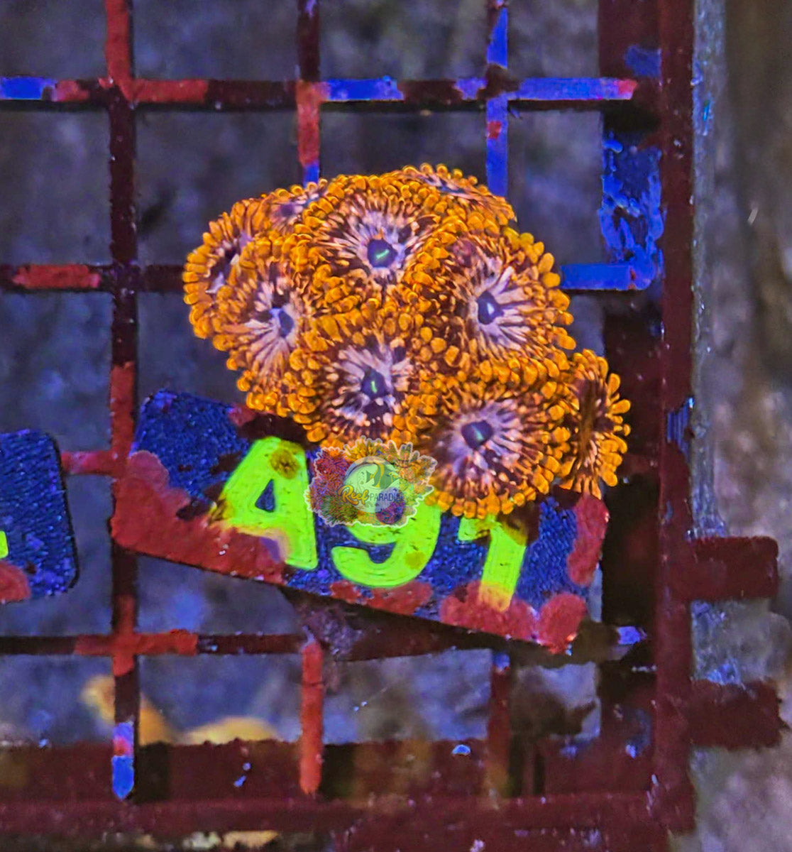 WYSIWYG 91 Utter Chaos Zoa