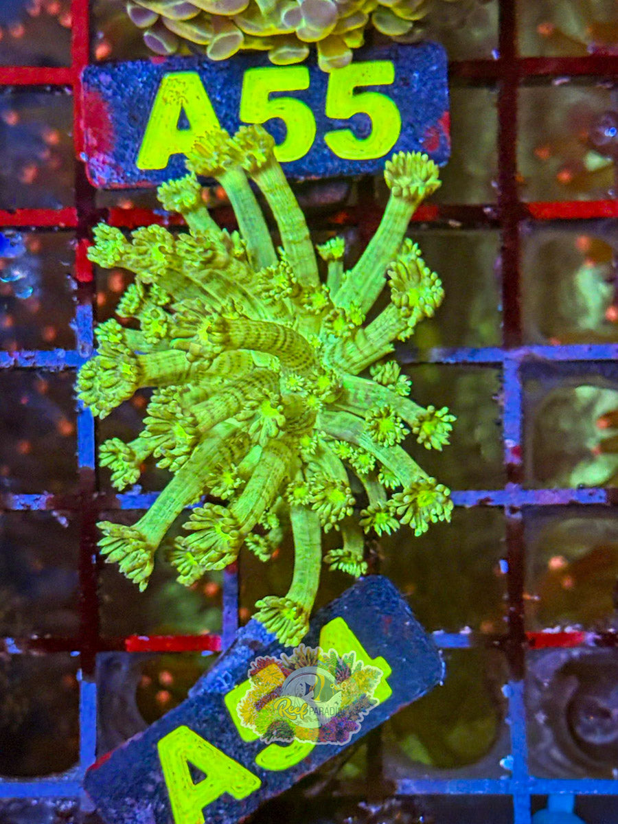 WYSIWYG A54 Ultra Green Goni