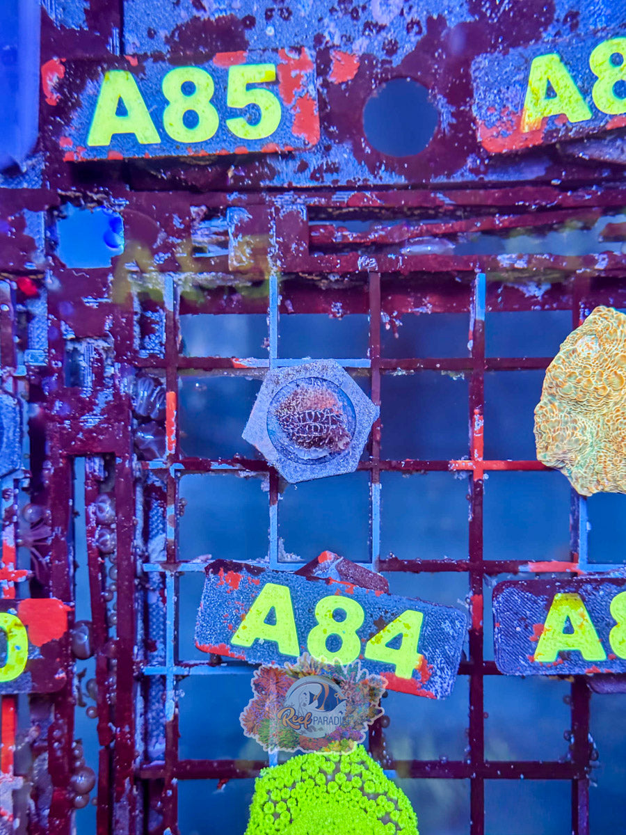 WYSIWYG A84 Purple Millepora