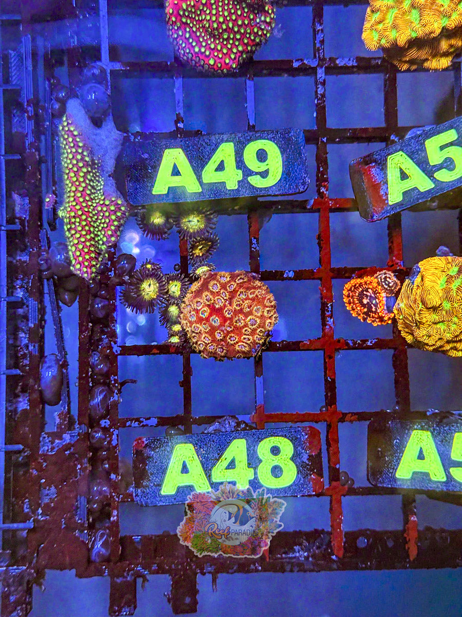 WYSIWYG A48 Orange Cyphastrea