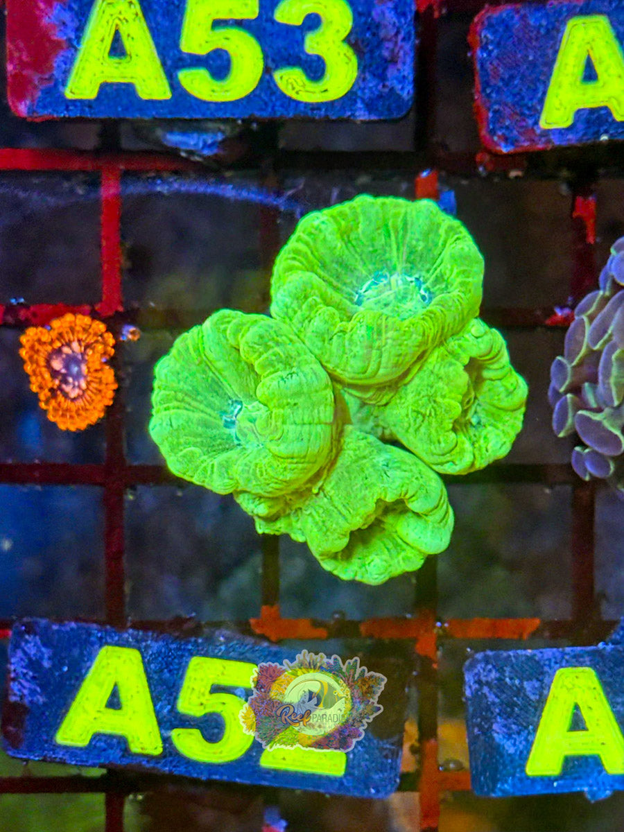 WYSIWYG A52 Neon Candycane
