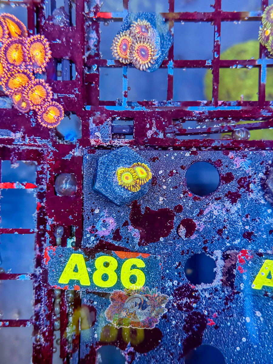 WYSIWYG A86 Rasta Zoa