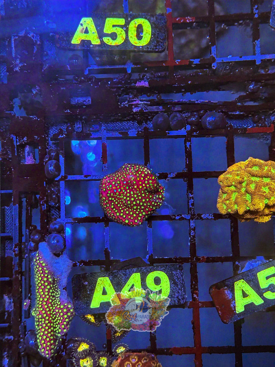 WYSIWYG A49 Electric Daisy