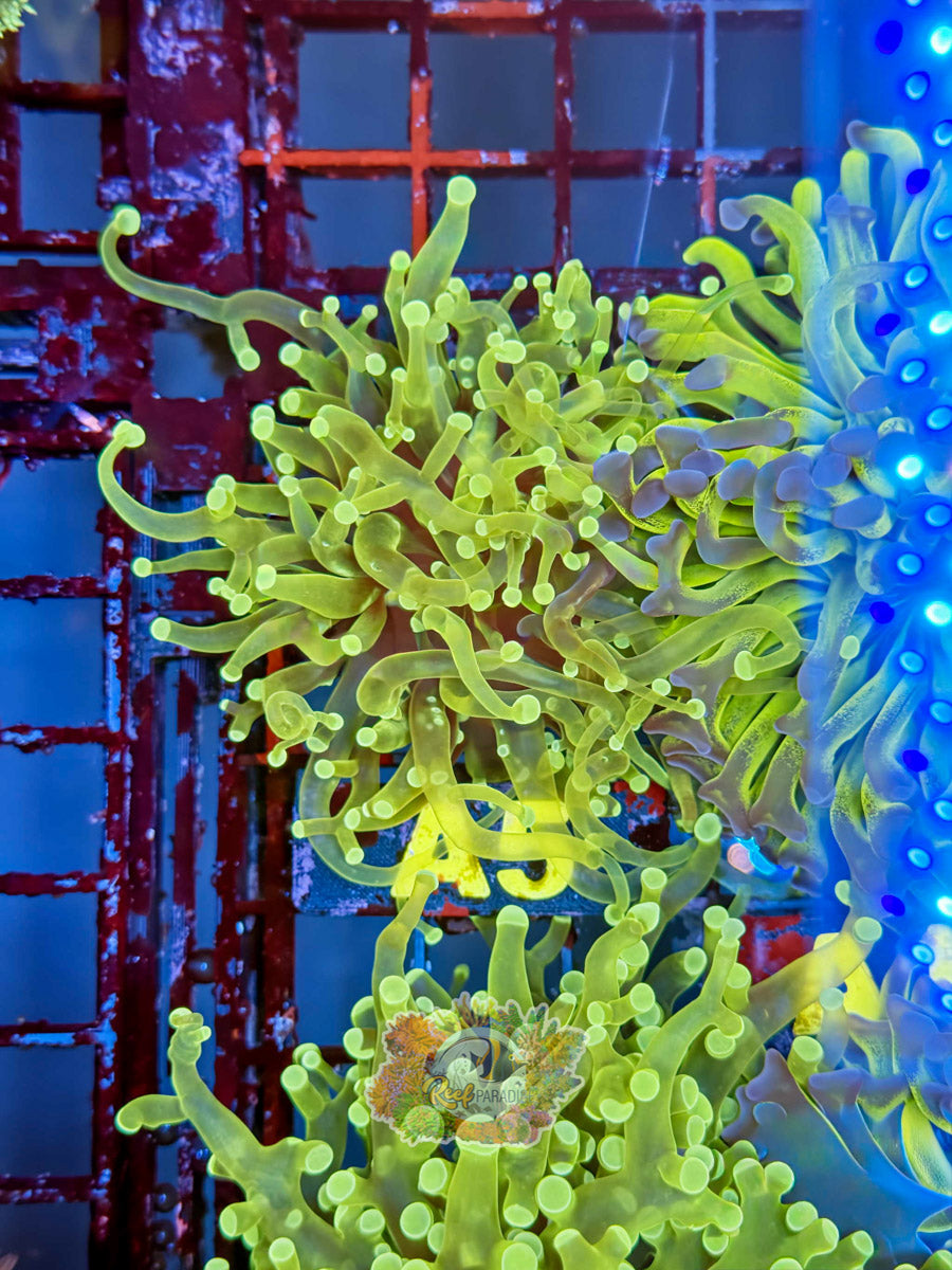 WYSIWYG A5 Ultra Frogspawn