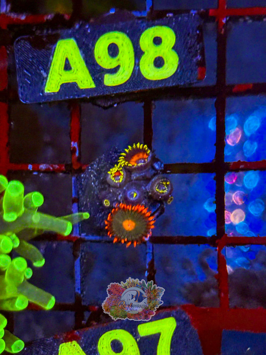 WYSIWYG A97 Zoa