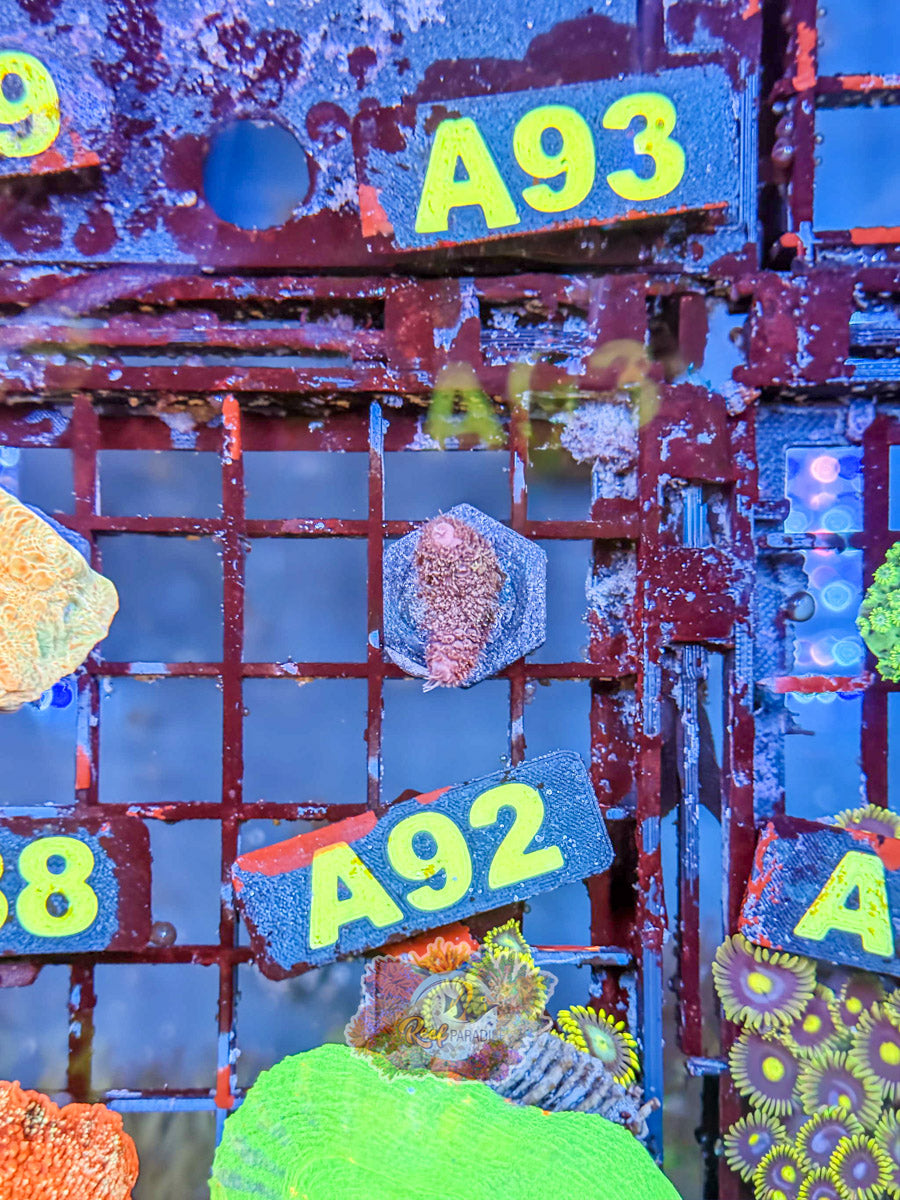 WYSIWYG A92 Purple Millepora