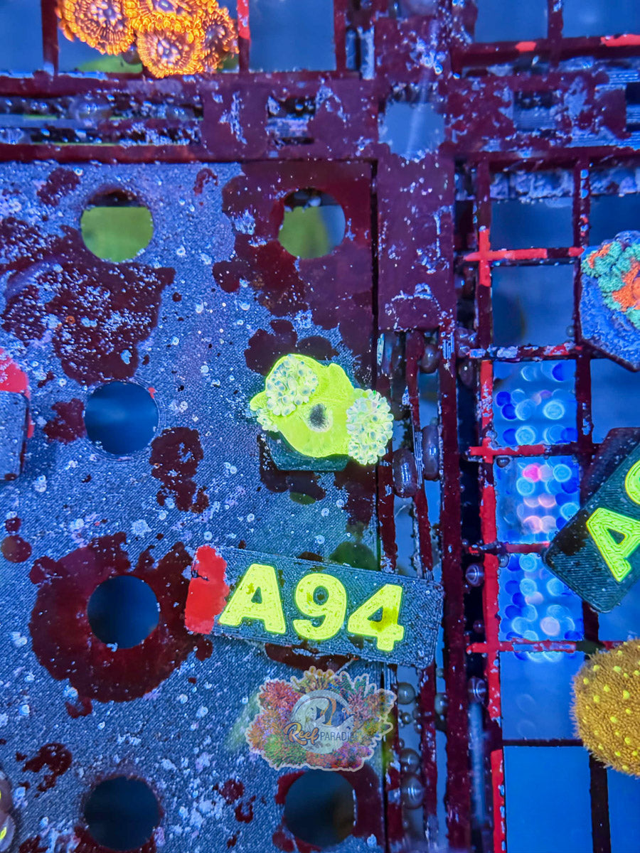 WYSIWYG A94 Duncan