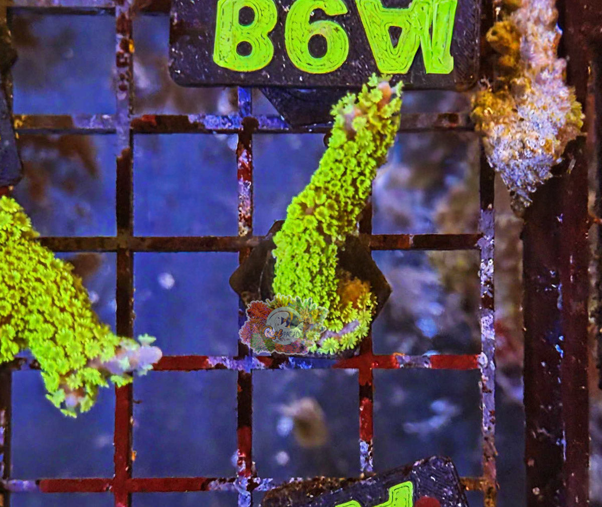 WYSIWYG 98 Montipora Stellata