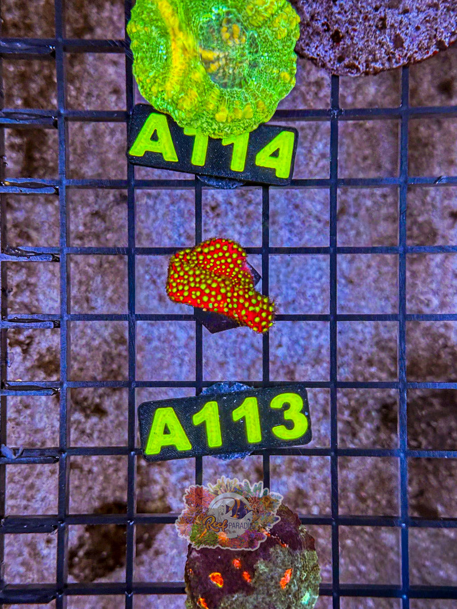 WYSIWYG A113 Electric Daisy