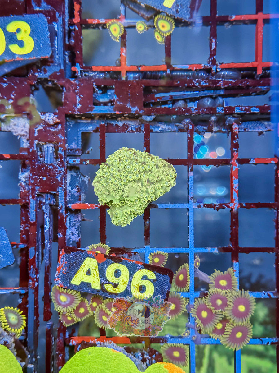 WYSIWYG A96 Cyphastrea