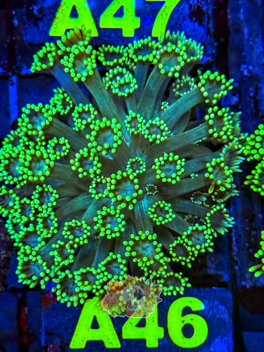 WYSIWYG A46 Ultra Green Goni