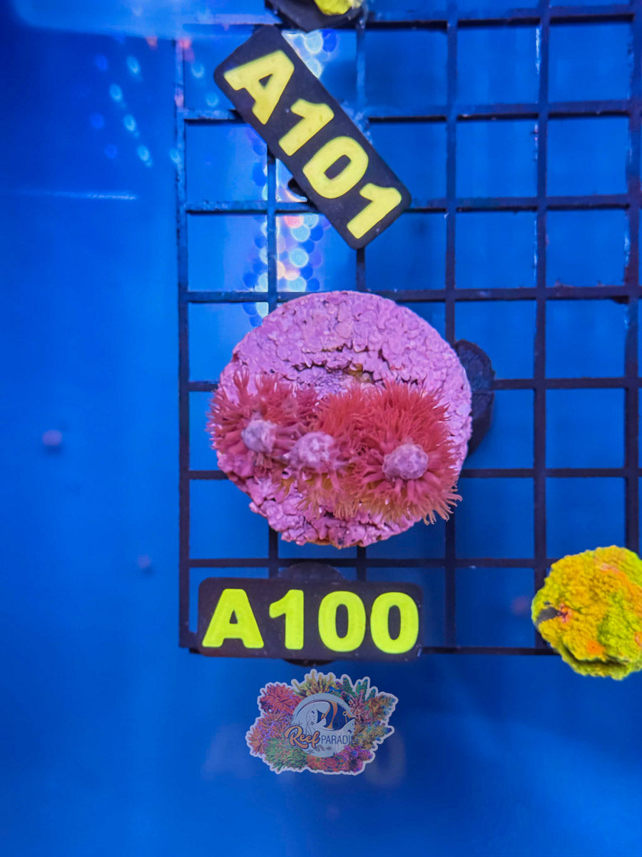 WYSIWYG A100 Photosynthetic Gorgonian