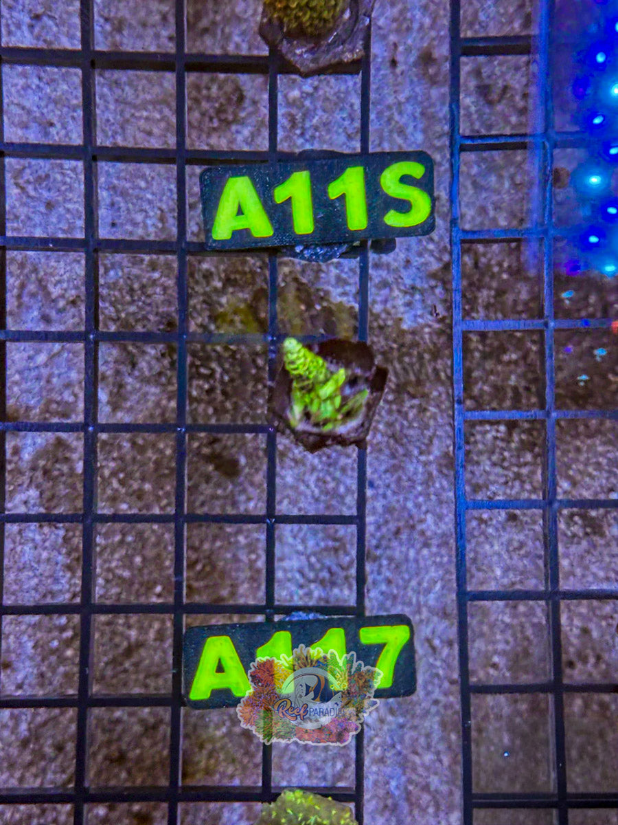 WYSIWYG A117 Millepora