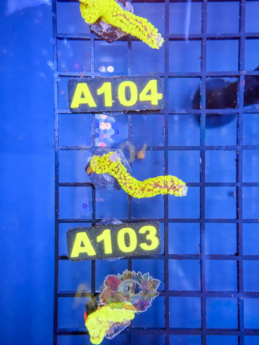 WYSIWYG A103 Montipora Stellata