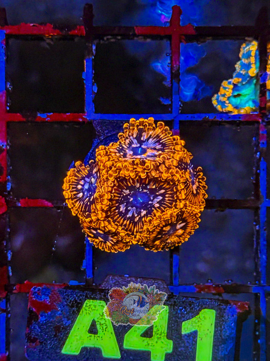 WYSIWYG A41 Utter Chaos Zoa