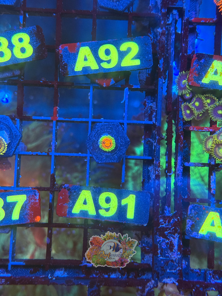 WYSIWYG A91 Rainbow Incinerator Zoa