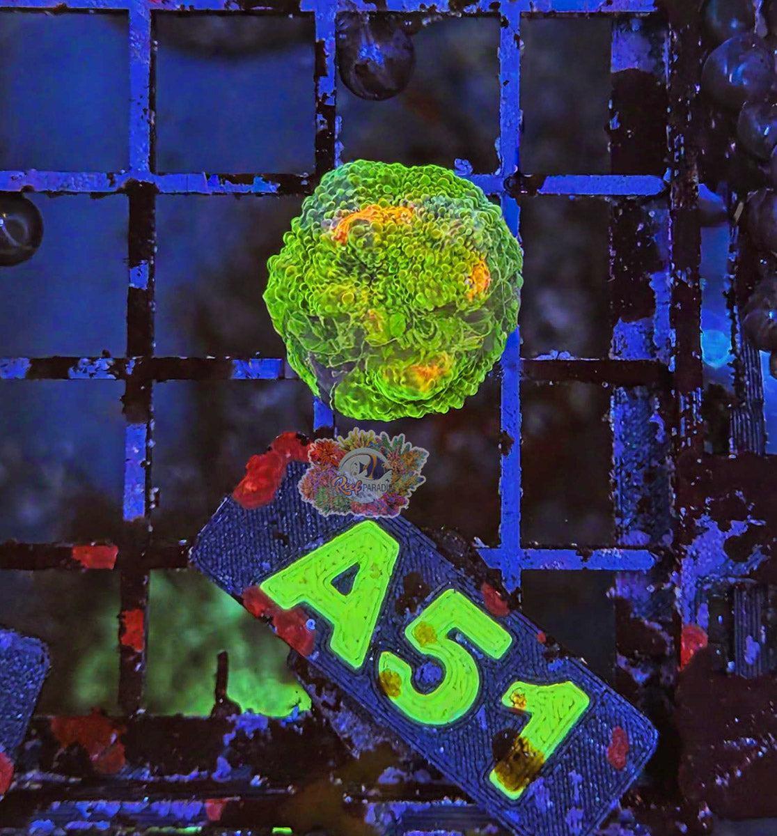 WYSIWYG 51 Crayola Meltdown Chalice