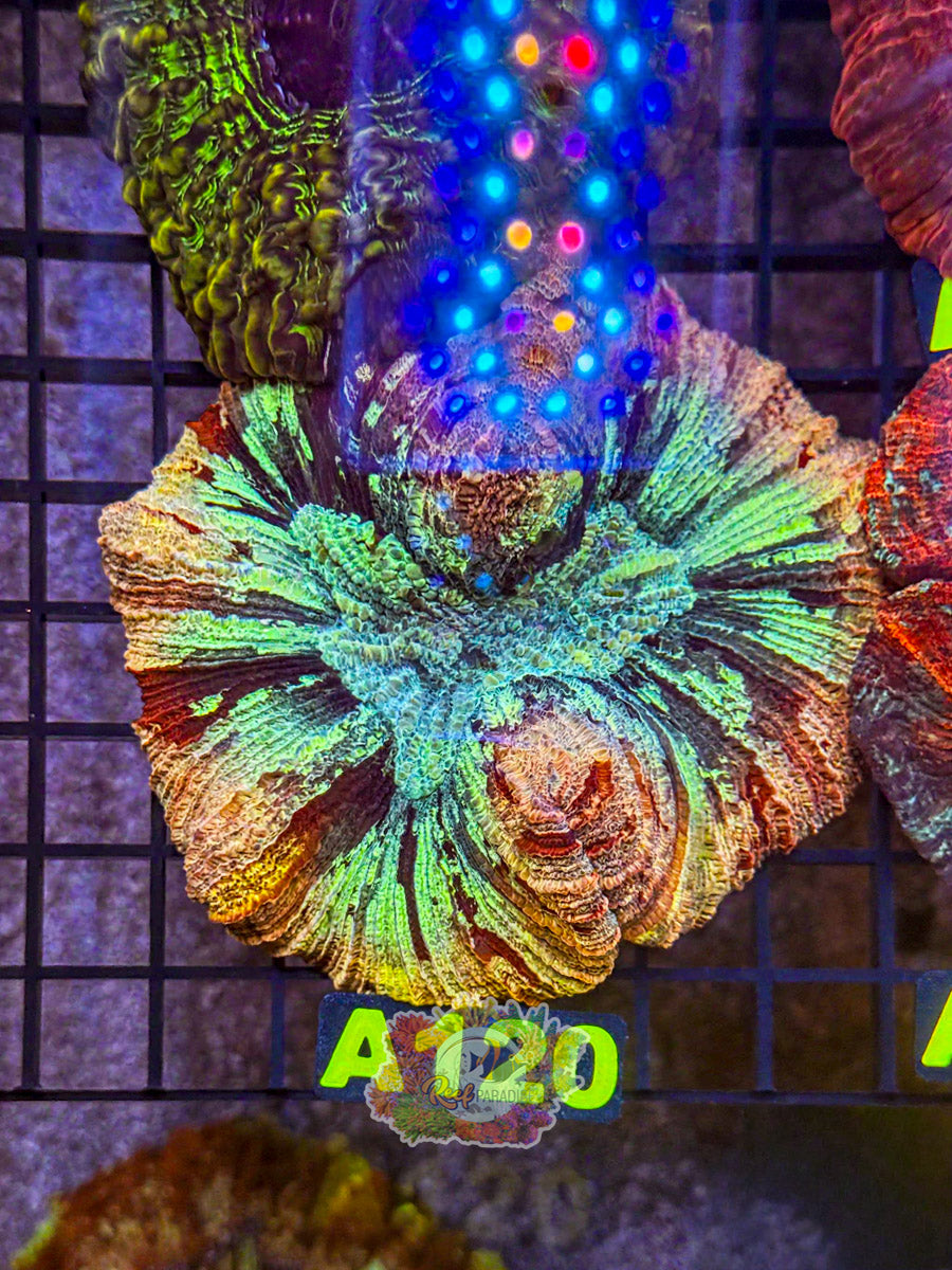 WYSIWYG A120 Rainbow Trachy
