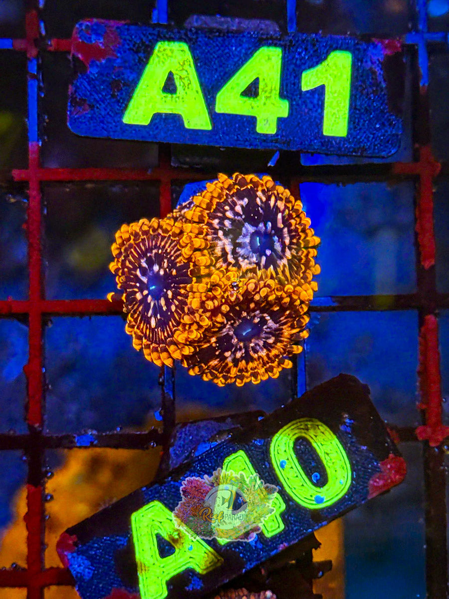 WYSIWYG A40 Utter Chaos Zoa
