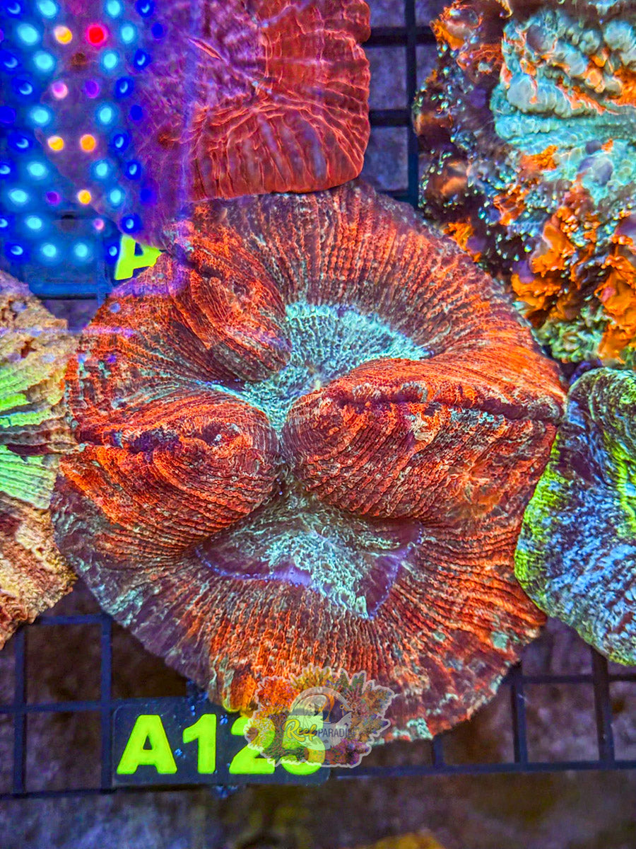 WYSIWYG A125 Rainbow Trachy