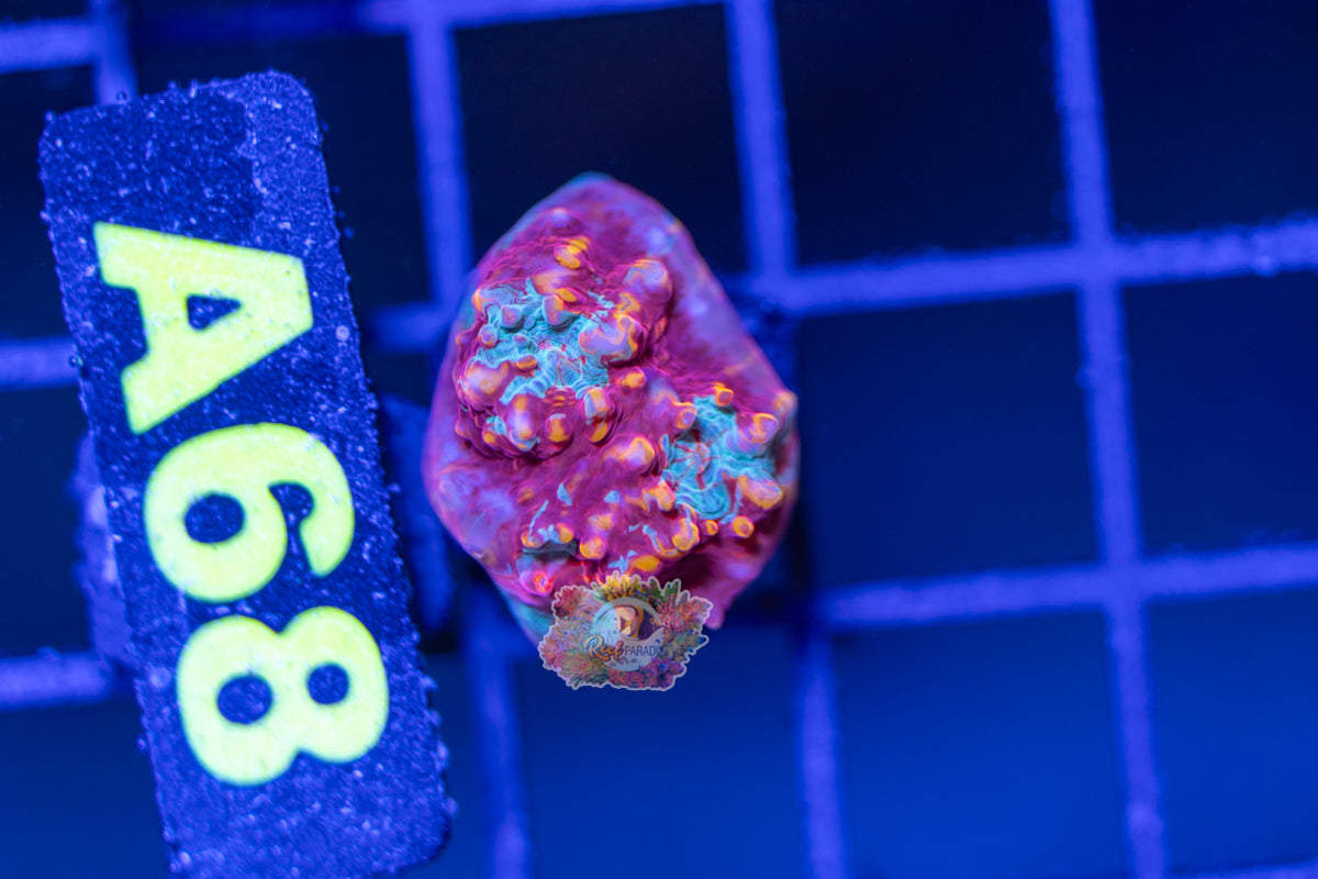 WYSIWYG 68 Rainbow Volcano Chalice