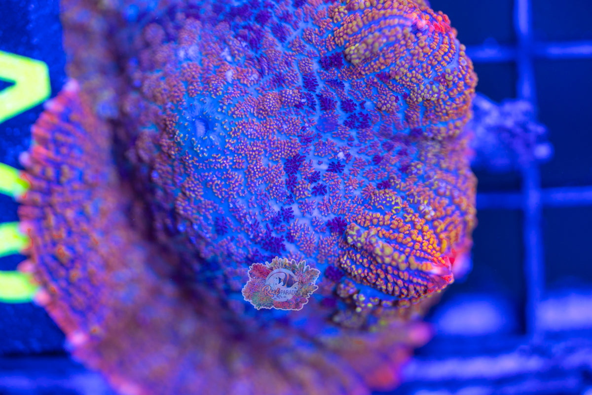 WYSIWYG 70 Jumbo Rainbow Mushroom
