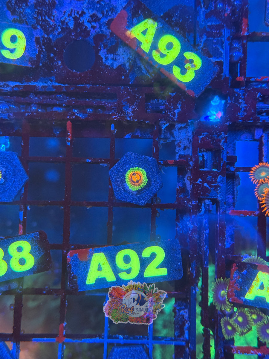 WYSIWYG A92 Rainbow Incinerator Zoa