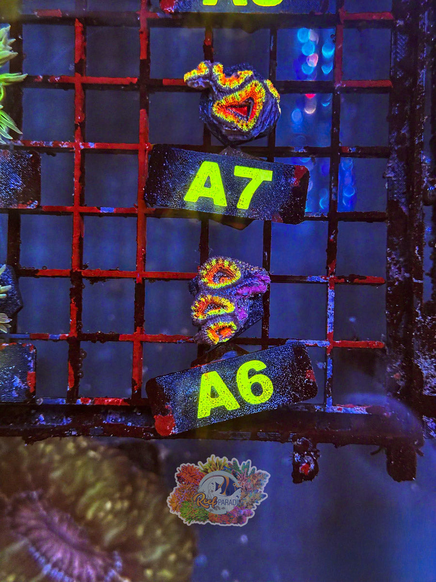 WYSIWYG A6 Rainbow Acan