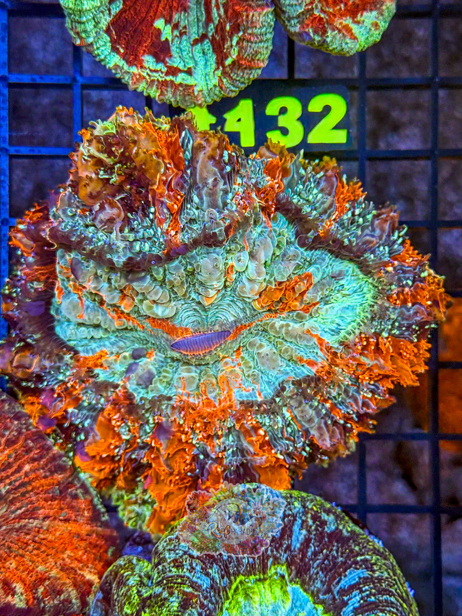 WYSIWYG A131 Rainbow Acanthophyllia
