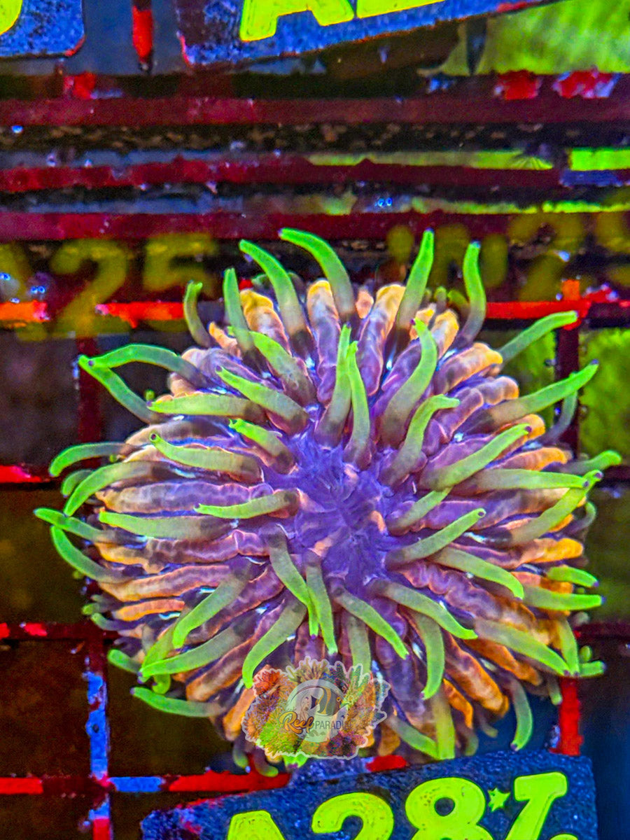 WYSIWYG A28 Rainbow Plate Coral