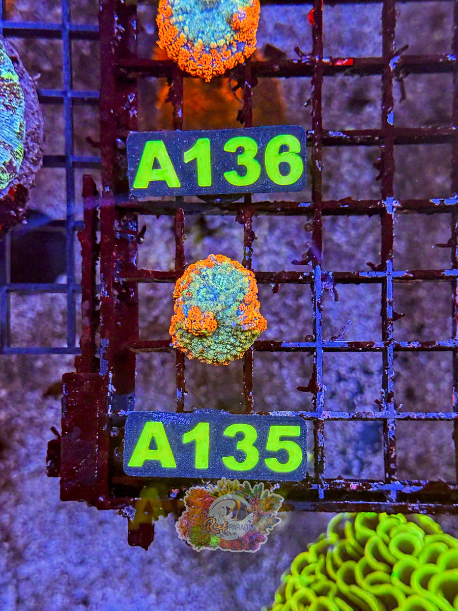 WYSIWYG A135 Ultra Mushroom