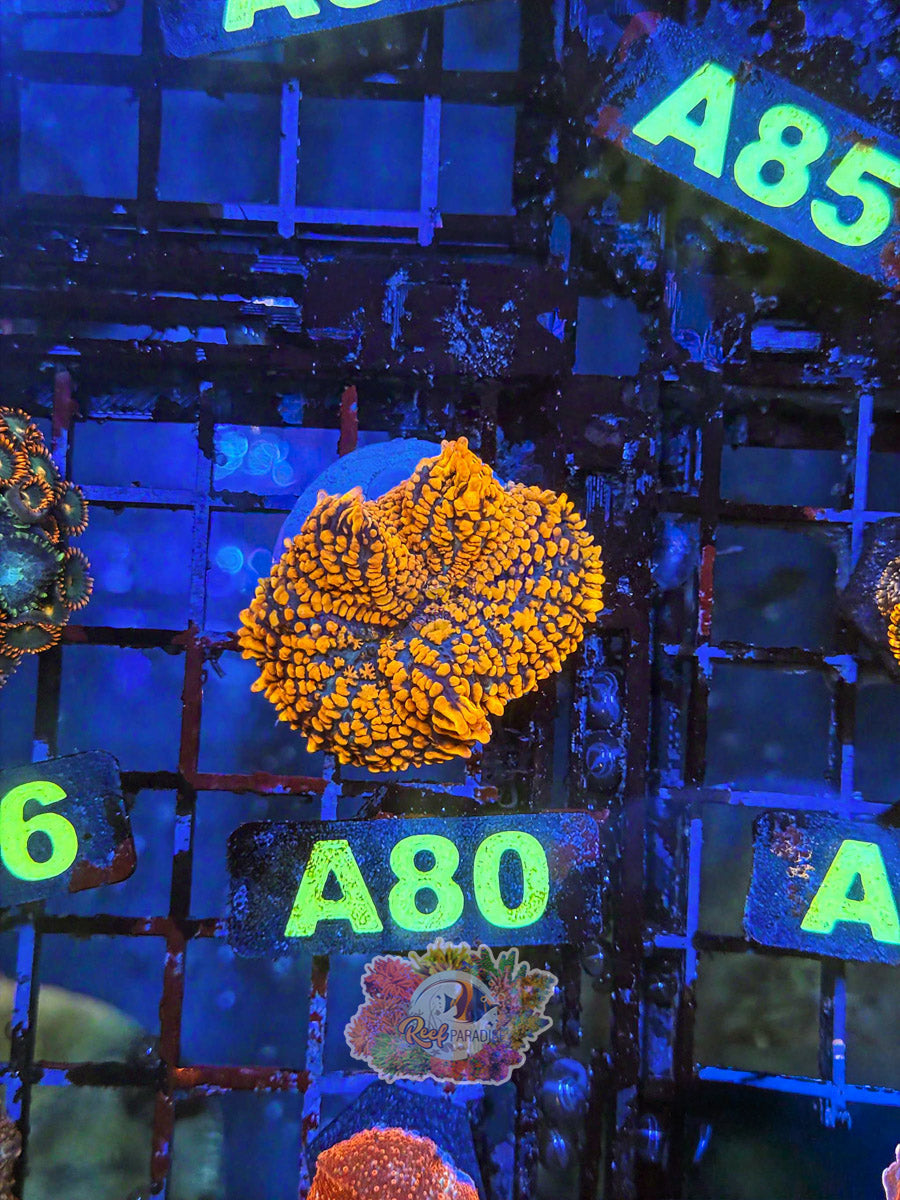 WYSIWYG A80 Ultra Mushroom