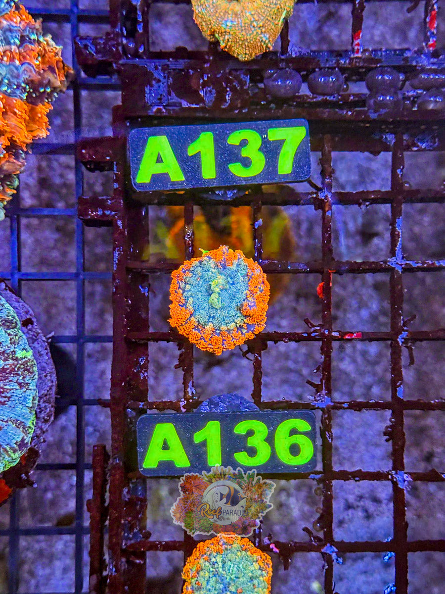 WYSIWYG A136 Ultra Mushroom