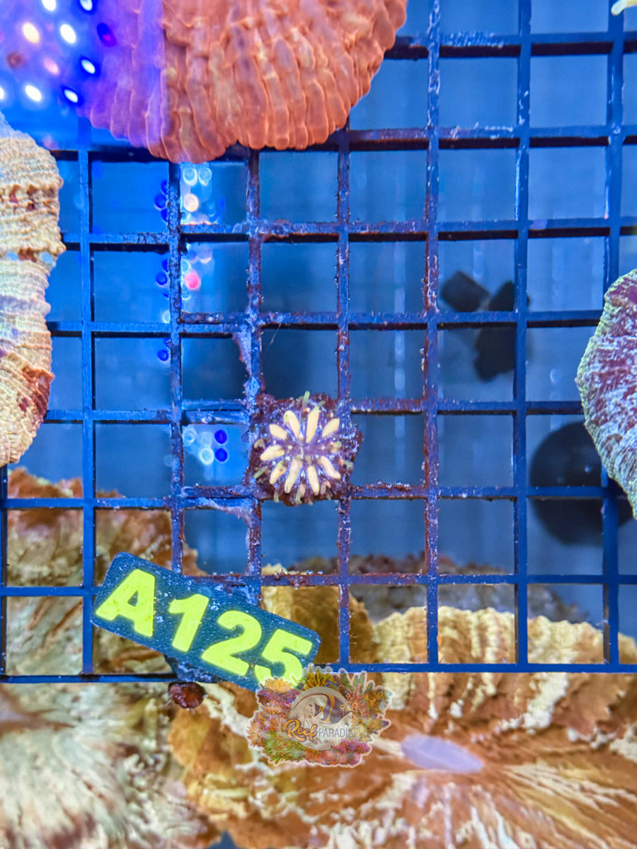WYSIWYG A125 Rainbow Plate Coral