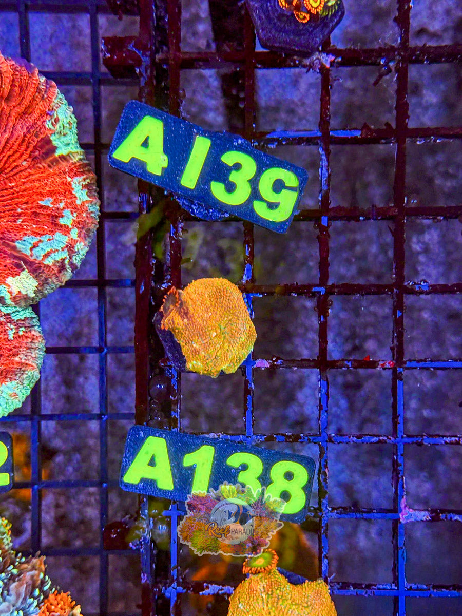 WYSIWYG A138 Rainbow Disco Mishroom
