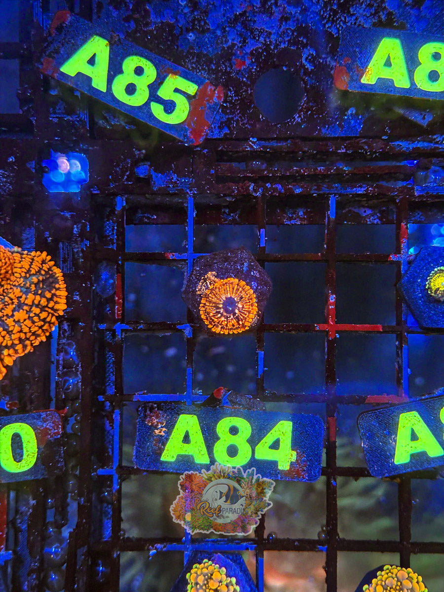WYSIWYG A84 Utter Chaos Zoa