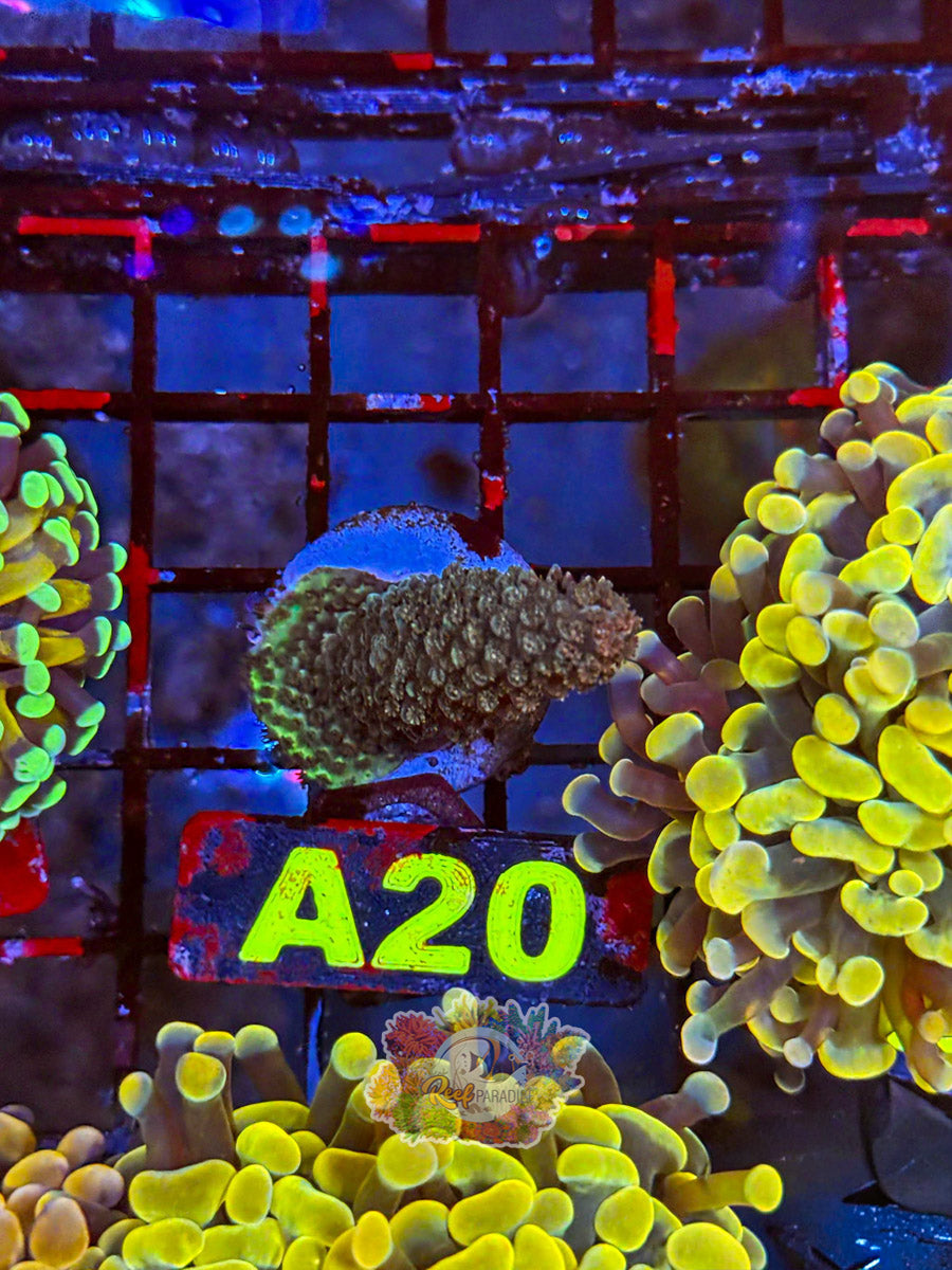WYSIWYG A20 Acropora