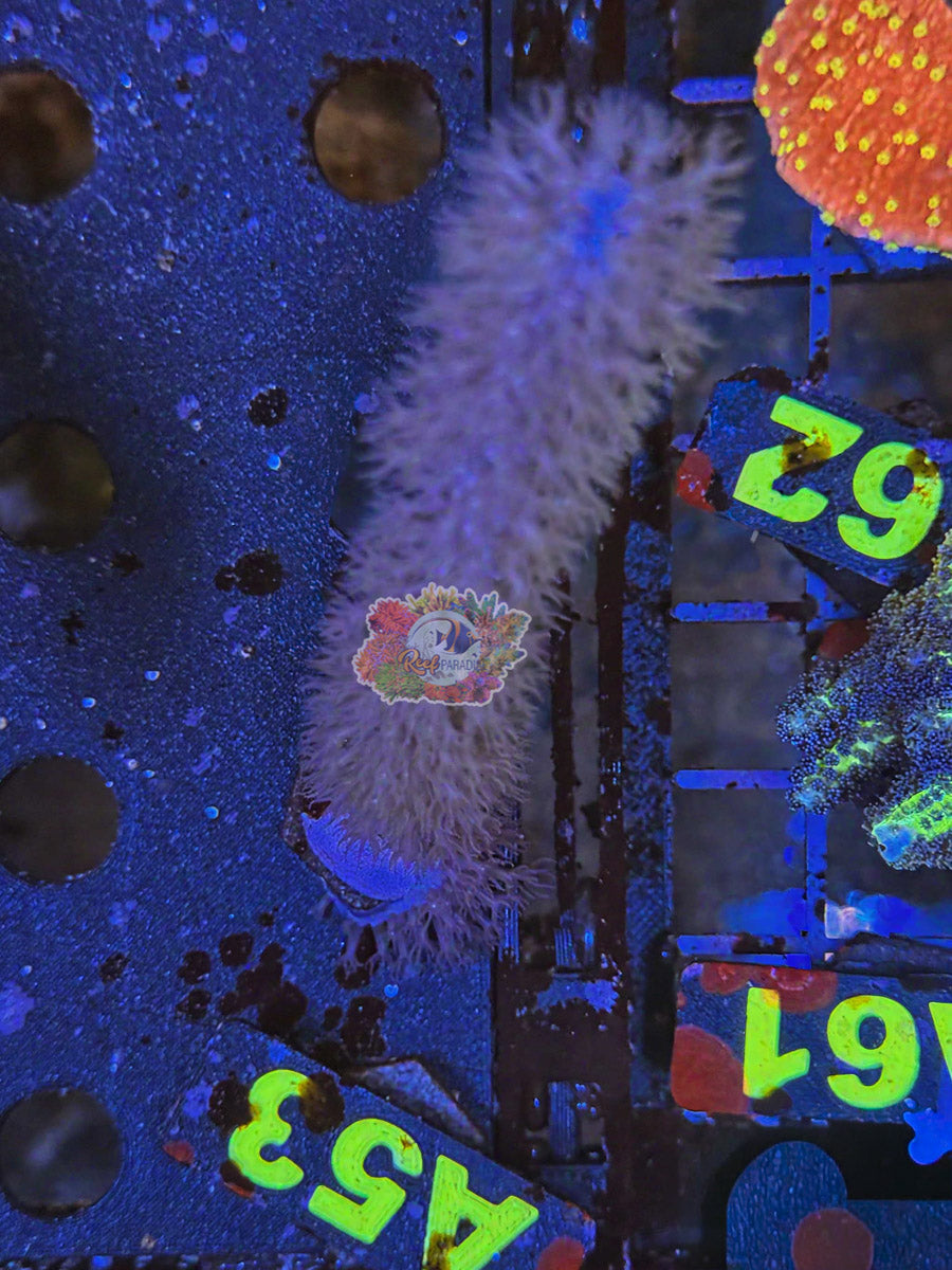 WYSIWYG 53 Photosyntheic Gorgonian