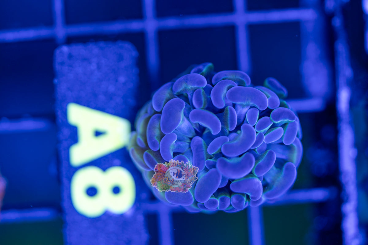 WYSIWYG 8 OG Hologram Hammer