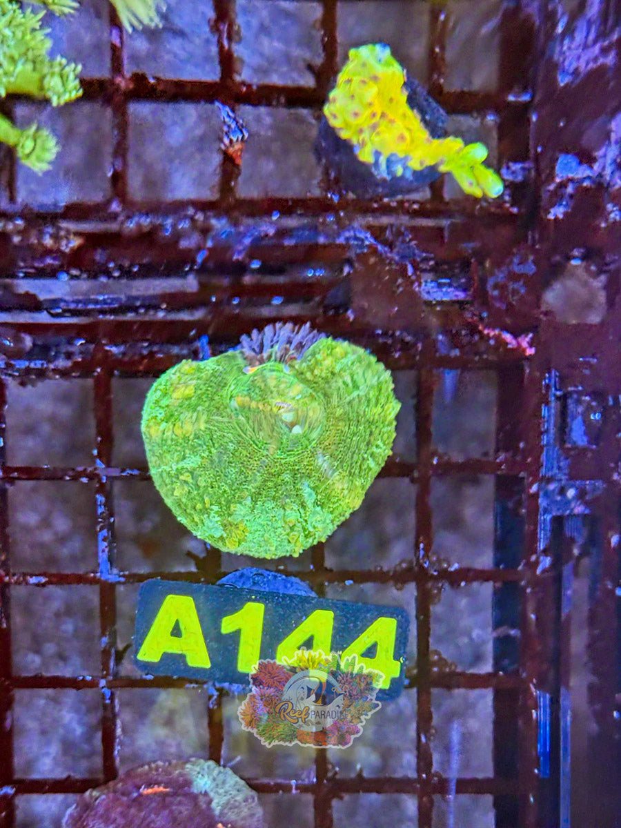 WYSIWYG A144 Green Scoly