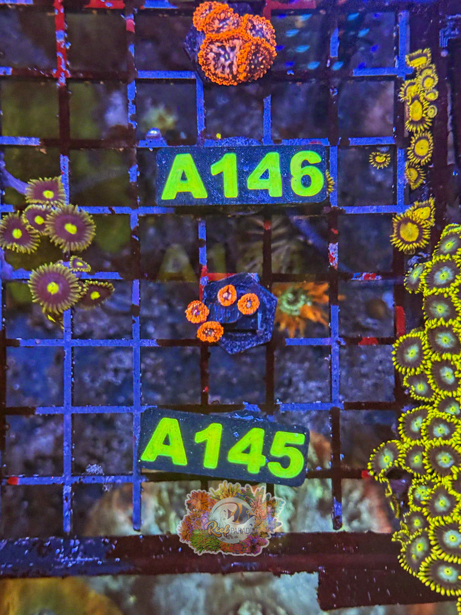 WYSIWYG A145 Utter Chaos Zoa