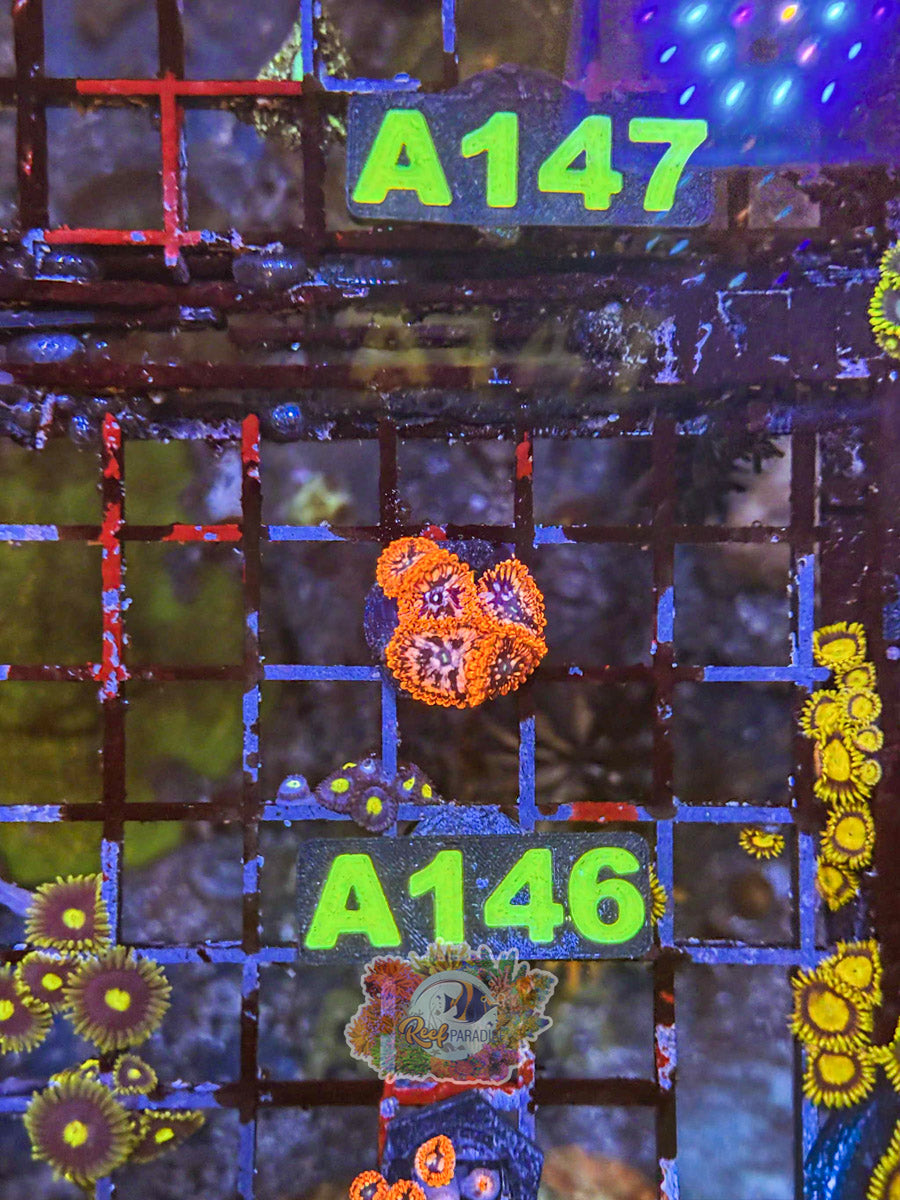 WYSIWYG A146 Utter Chaos Zoa