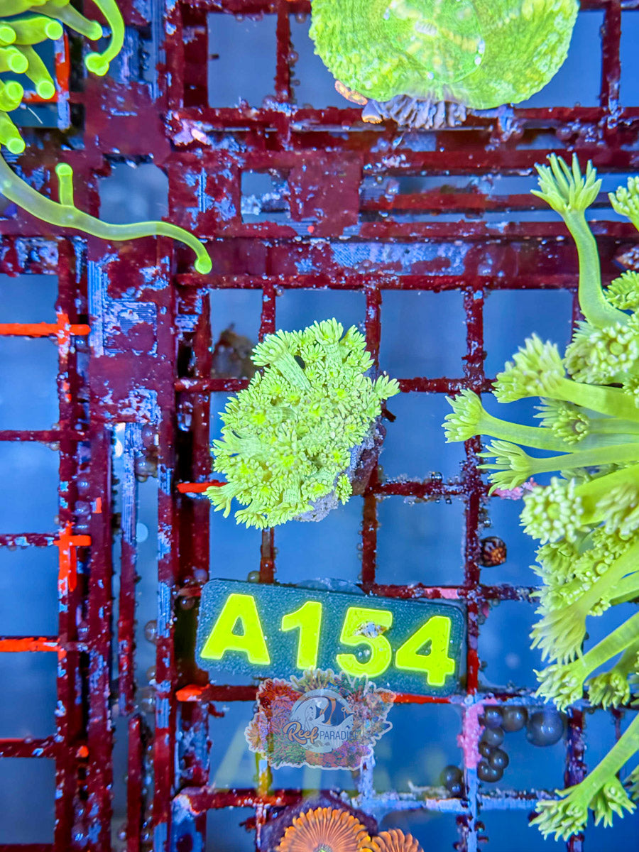 WYSIWYG A154 Ultra Green Goni