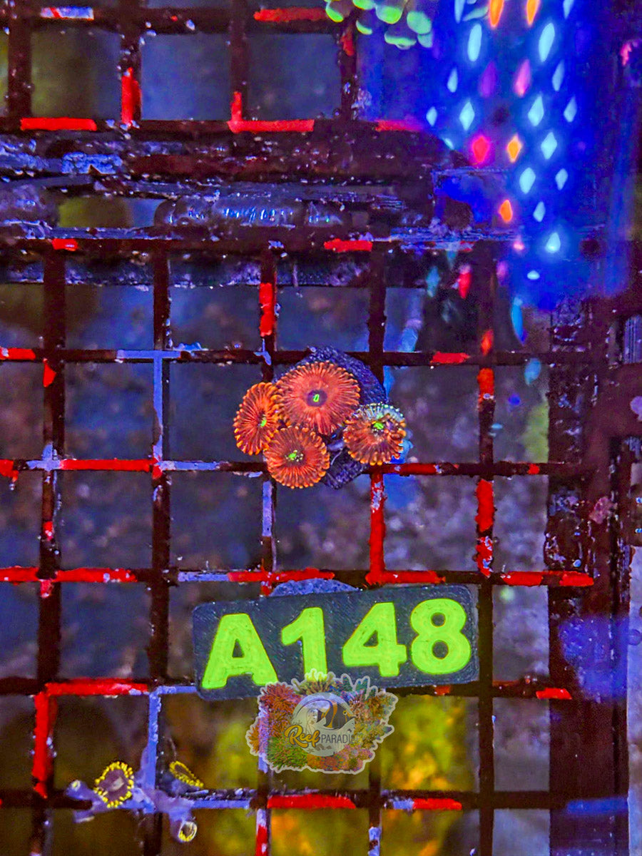 WYSIWYG A148 Zoa