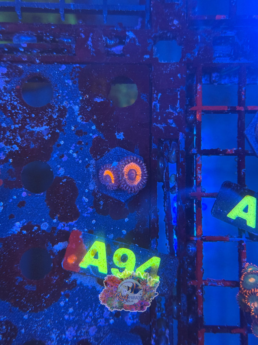 WYSIWYG A94 Pink Zoa