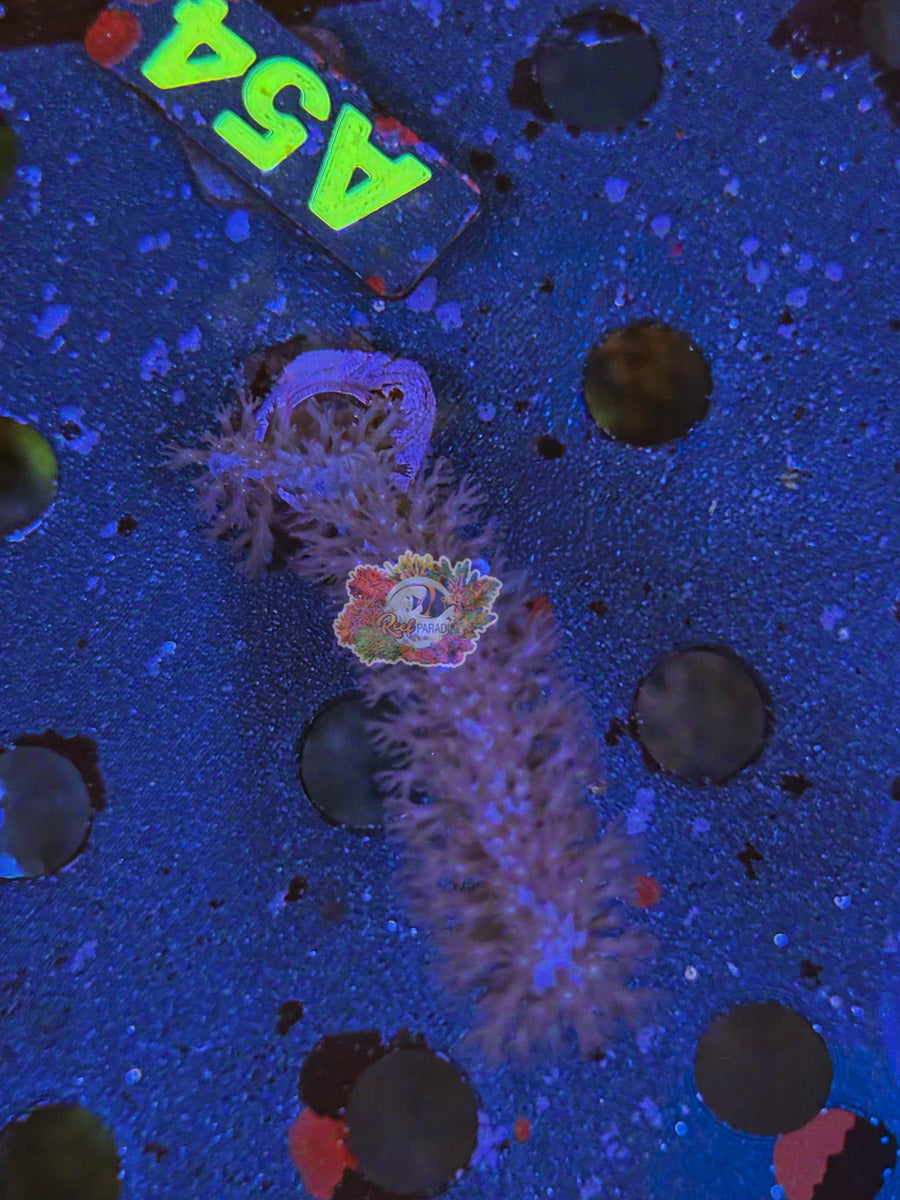 WYSIWYG 54 Photosynthetic Gorgonian