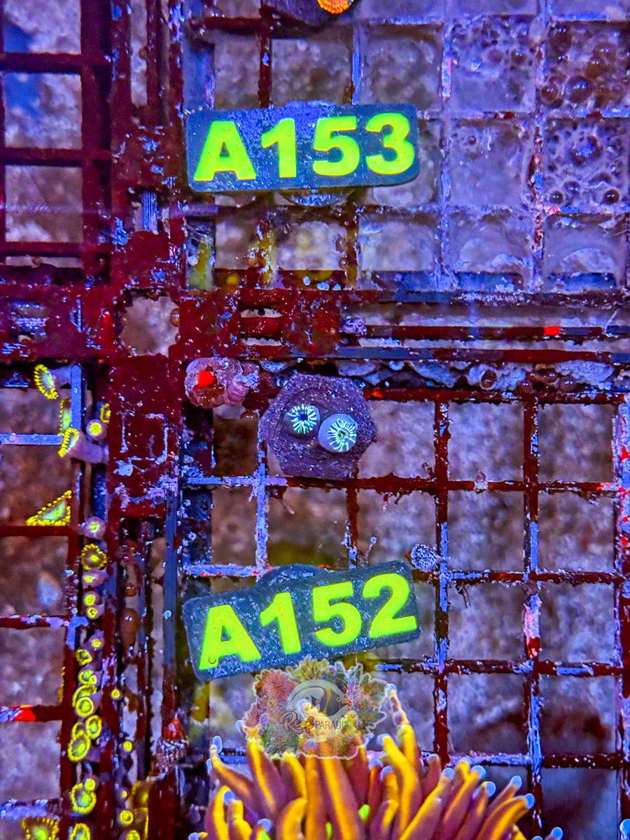 WYSIWYG A152 Zoa